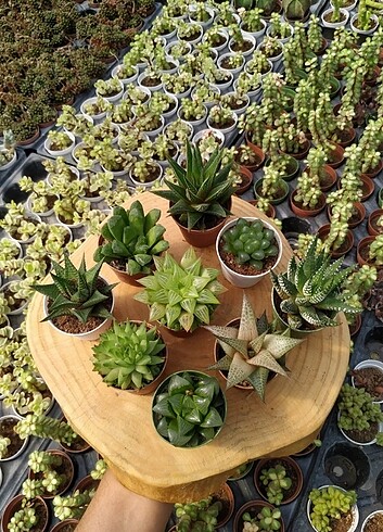 9 Adet Gölge seven Sukulent Kaktüs