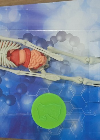 İnsan Vücudu Eğitim Oyuncağı
STETOSKOP YOKTUR. - Görsel 7