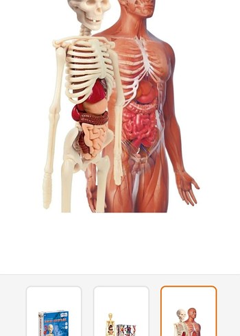 İnsan Vücudu Eğitim Oyuncağı
STETOSKOP YOKTUR. - Görsel 9