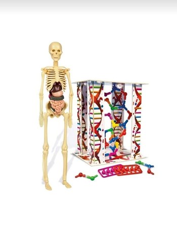 İnsan Vücudu Eğitim Oyuncağı
STETOSKOP YOKTUR. - Görsel 8