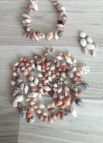 minik deniz kabukları