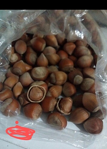 Samsun fındığı 
