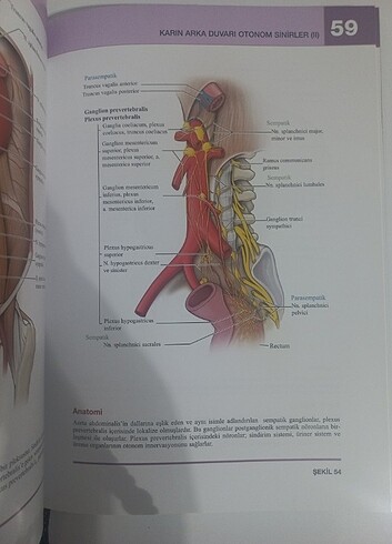  Beden Renk Anatomi kitap 