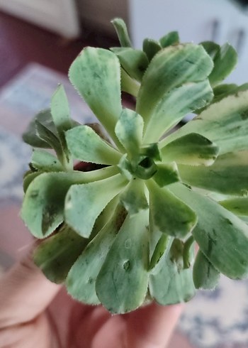 aeonium sunburst