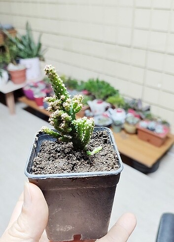 Diğer Kaktüs / Austrocylindropuntia subulata 