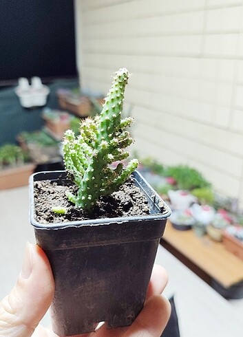  Beden Kaktüs / Austrocylindropuntia subulata 