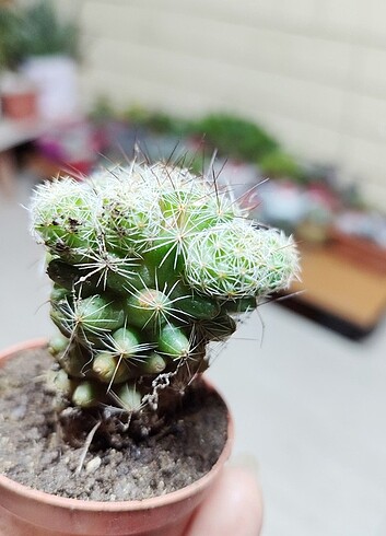 Diğer Kaktüs Mammillaria vetula gracilis 
