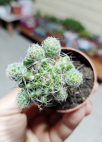 Beden Kaktüs Mammillaria vetula gracilis 