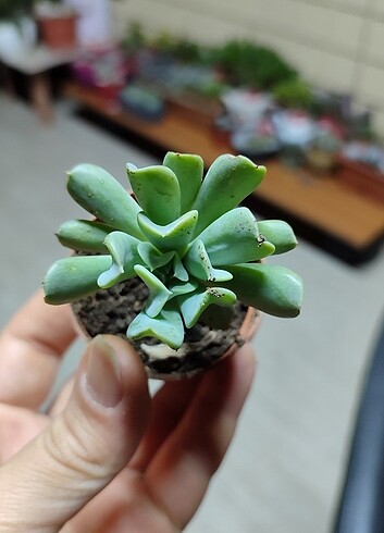 Sukulent Echeveria runyonii 'Topsy Turvy'