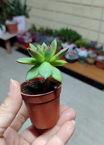 Diğer Echeveria agavoides 