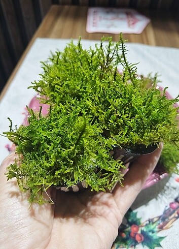 Akvaryum Peacock Moss Bitkisi 