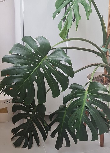 Monstera bitkisi