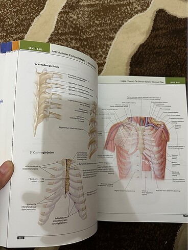  Beden Anatomi Atlası
