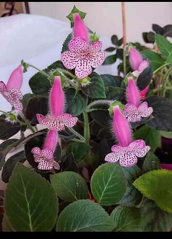 Kohleria 