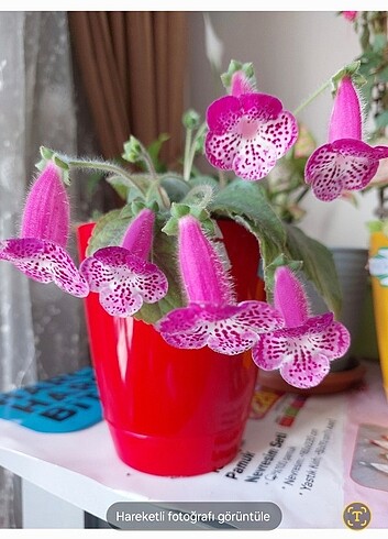 Kohleria
