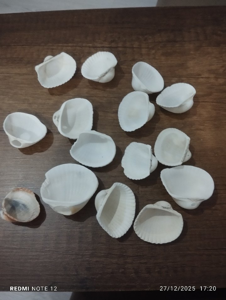 Beyaz Deniz Kabukları - Bohem Stil 15 adettir - Görsel 2