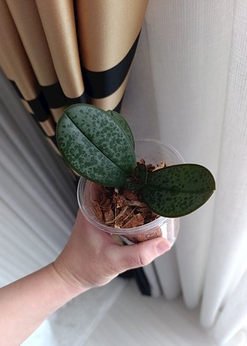 kokulu orkide fidesi - Görsel 2