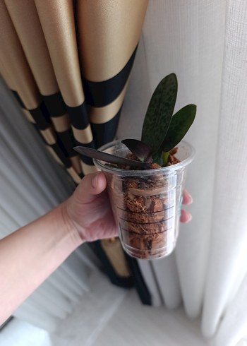 kokulu orkide fidesi - Görsel 3