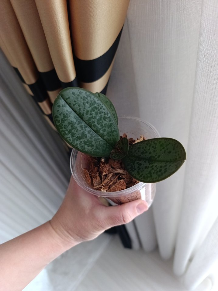 kokulu orkide fidesi - Görsel 2