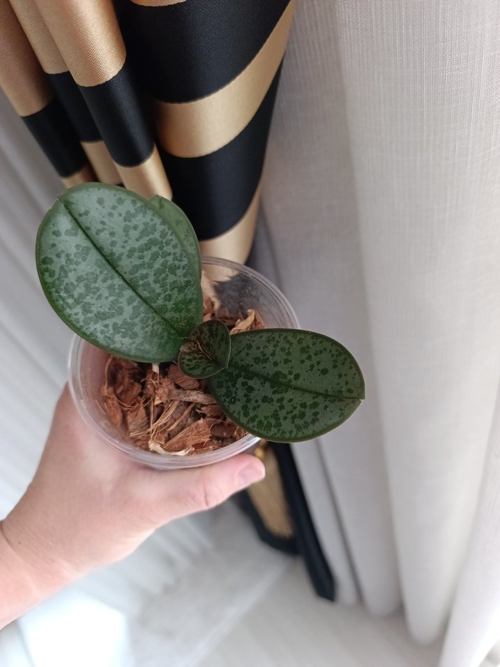 kokulu orkide fidesi - Görsel 4