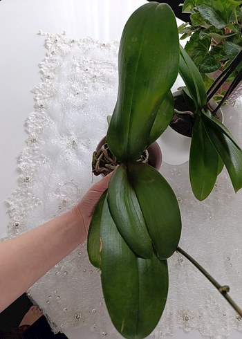 SESAME Bordo Desenli Orkide Saksı Çiçeği - Görsel 2