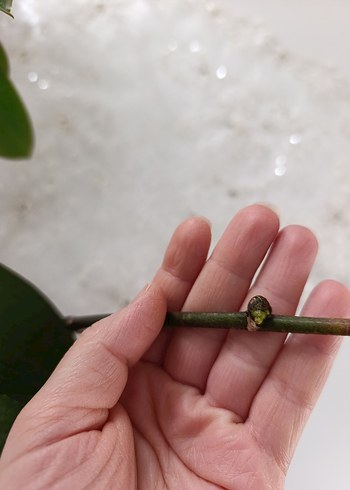 SESAME Bordo Desenli Orkide Saksı Çiçeği - Görsel 3