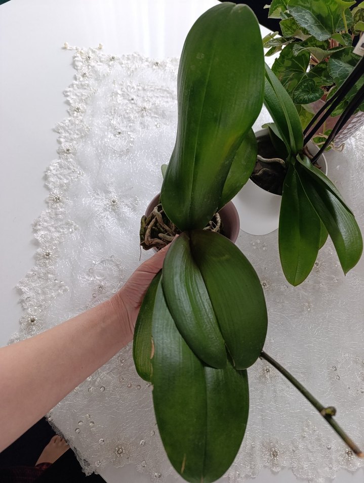 SESAME Bordo Desenli Orkide Saksı Çiçeği - Görsel 2