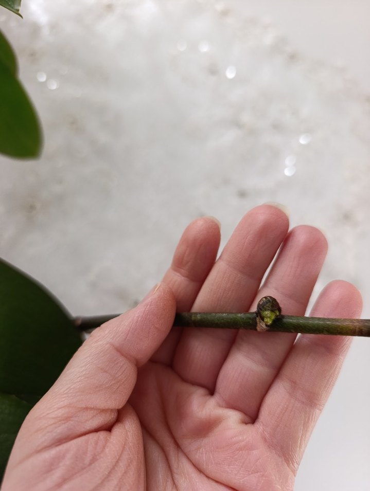 SESAME Bordo Desenli Orkide Saksı Çiçeği - Görsel 3