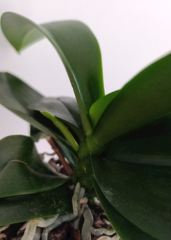 Yeni dalli orkide kokulu - Görsel 4