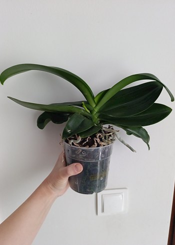 Yeni dalli orkide kokulu - Görsel 2