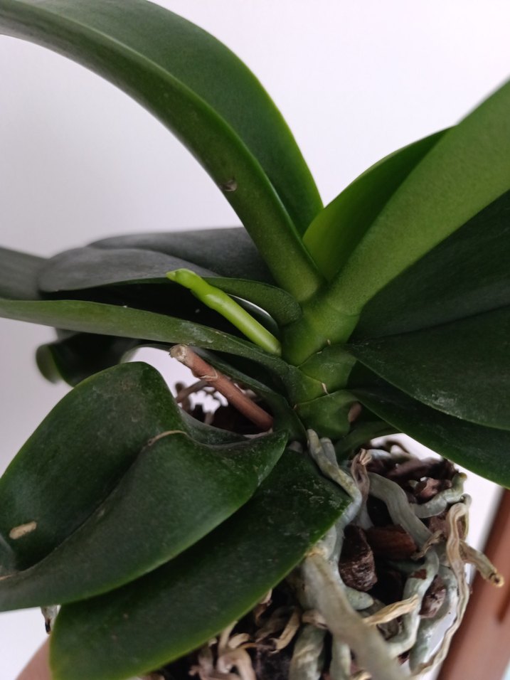 Yeni dalli orkide kokulu - Görsel 3