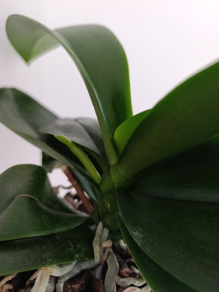 Yeni dalli orkide kokulu - Görsel 4