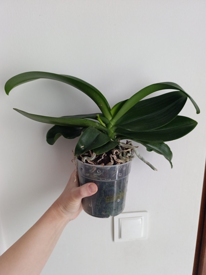 Yeni dalli orkide kokulu - Görsel 2