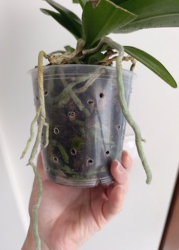 Koyu Yeşil Saksıda Orkide Bitkisi - Görsel 4