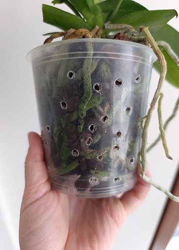 Koyu Yeşil Saksıda Orkide Bitkisi - Görsel 3