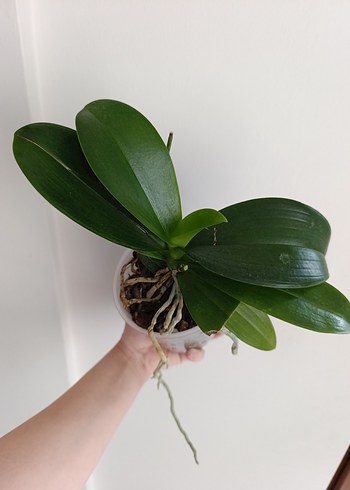 Koyu Yeşil Saksıda Orkide Bitkisi - Görsel 2