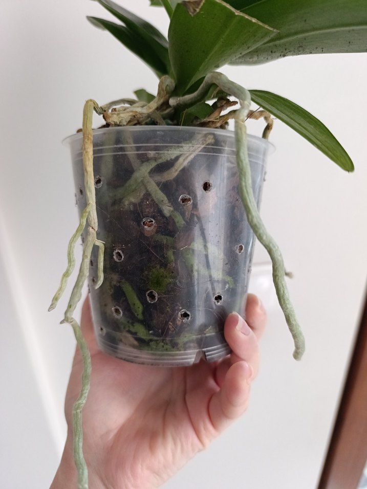 Koyu Yeşil Saksıda Orkide Bitkisi - Görsel 4