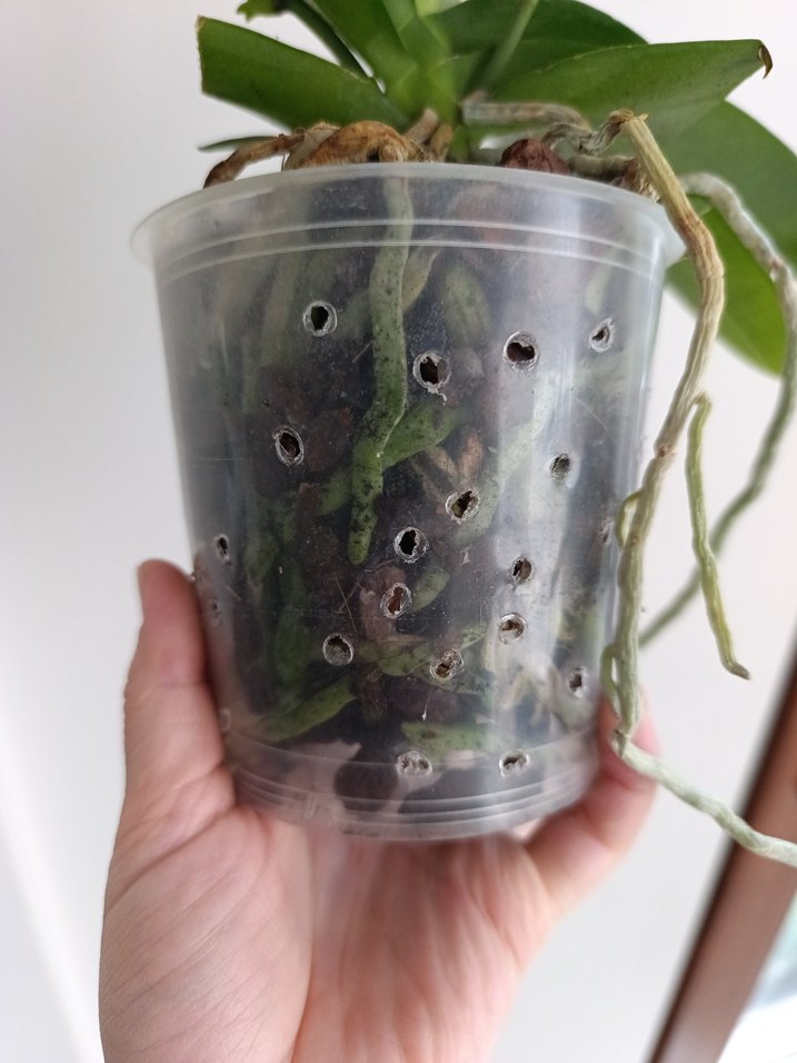 Koyu Yeşil Saksıda Orkide Bitkisi - Görsel 3