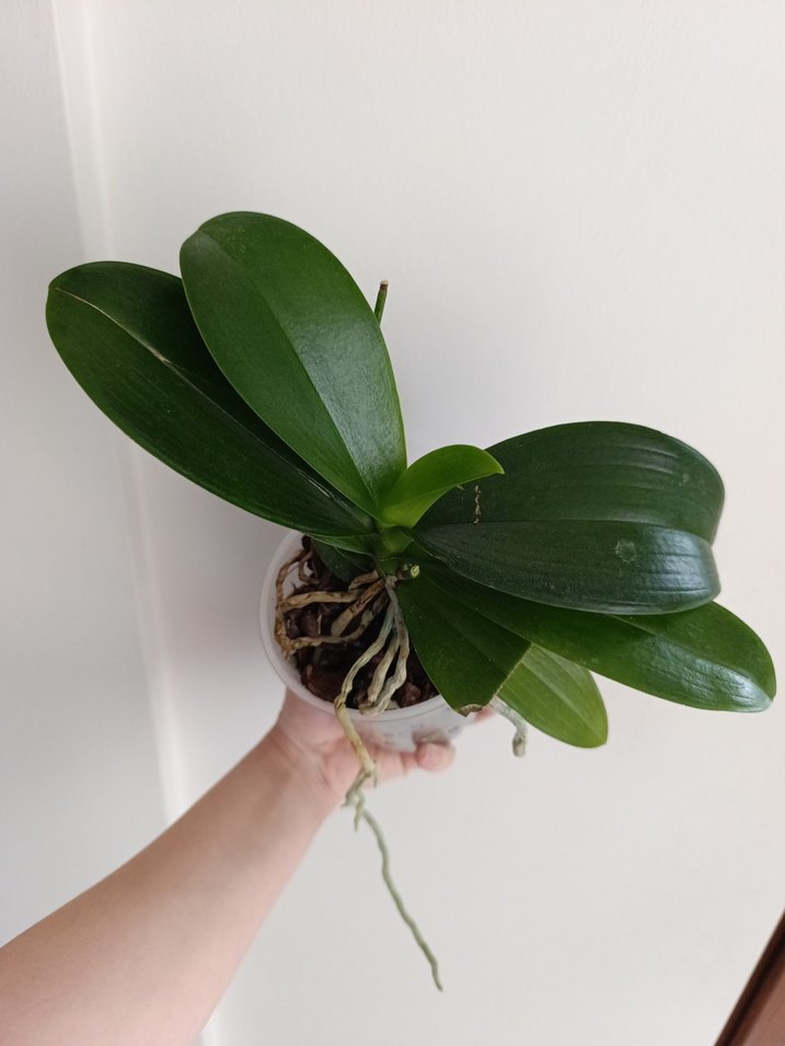 Koyu Yeşil Saksıda Orkide Bitkisi - Görsel 2