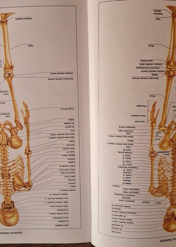 Anatomi kitabı - Görsel 3