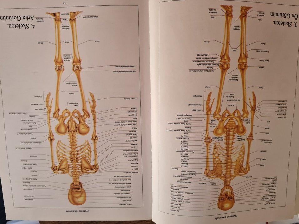 Anatomi kitabı - Görsel 3