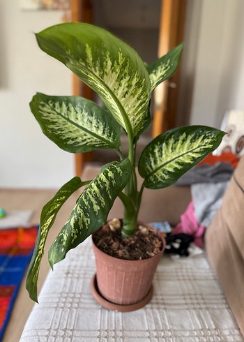 Yeşil Dekoratif Saksı Bitkisi - Görsel 2