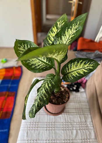 Yeşil Dekoratif Saksı Bitkisi - Görsel 3