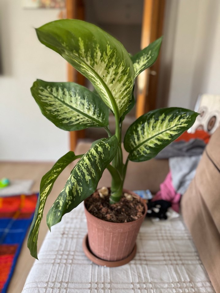 Yeşil Dekoratif Saksı Bitkisi - Görsel 2