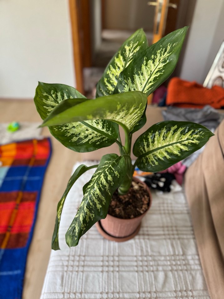 Yeşil Dekoratif Saksı Bitkisi - Görsel 3