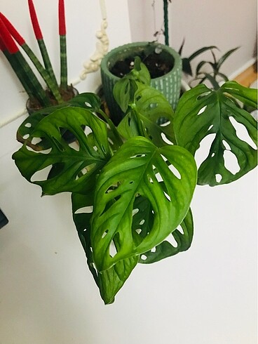 Monkey Monstera Canlı Çiçek 3 Dal