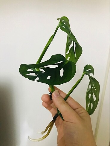  Beden Monkey Monstera Canlı Çiçek 3 Dal