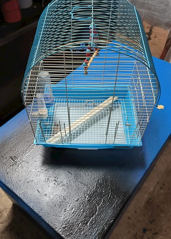 Mavi Kuş Kafesi - Görsel 2