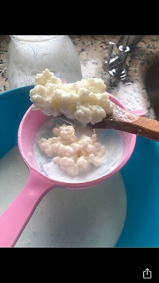 Hızla üreyen iri mayalı kefir