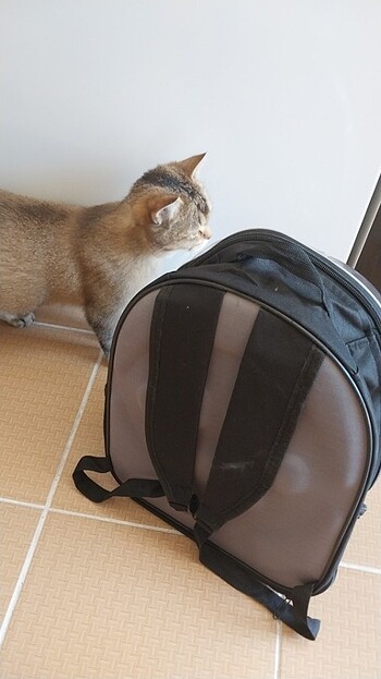  Kedi taşıma çantası